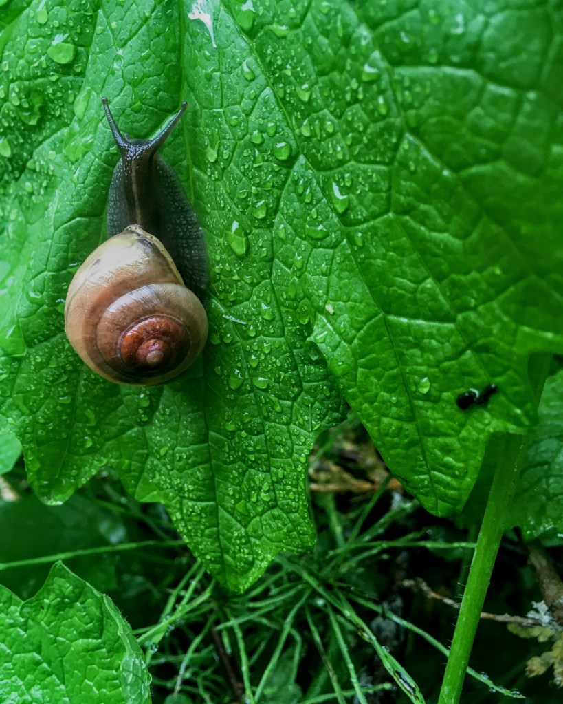 Trauma Therapy in East York and Online